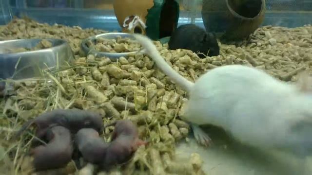 Азиатская мышь песчанка и её потомство