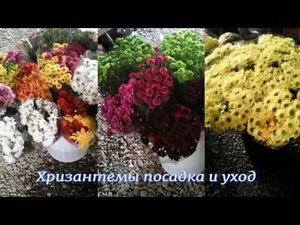 Как вырастить рассаду хризантемы. Размножение хризантемы