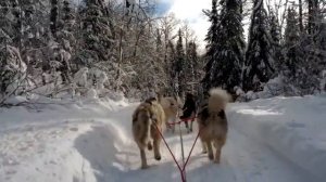 Dog sledding, Mont Tremblant. Part I.