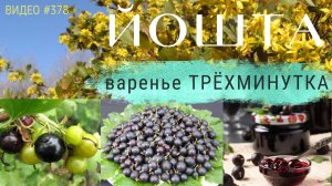#378 ЙОШТА | полезные свойства | варенье трёхминутка