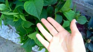 ОБЗОР САДА В ИЮНЕ-ИЮЛЕ . ЦВЕТУТ МНОГОЛЕТНИЕ ЦВЕТЫ . ДОБРО ПОЖАЛОВАТЬ В ГОСТИ !!!