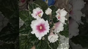 Красивые сорта фиалок.ЛЕ Владимир.ЛЕ Алиса.