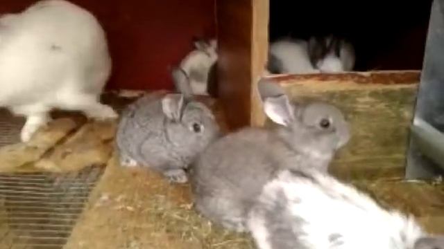 Болезни кроликов: симптомы и лечение. Важно знать!