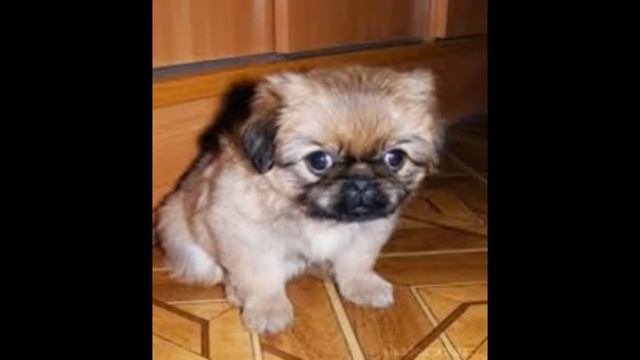Самые няшные жывотные мира =З