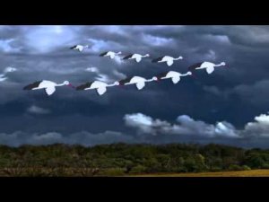 Журавлёнок