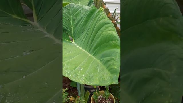 Water droplets on Alocasia big leaf. #homegardening #organicgarden #alocasia