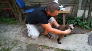 Посылка с Али  расческа для кота / Sending comb for cat