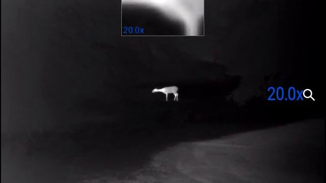 Deer browsing as seen through a Pulsar Helion XP50 смотреть онлайн