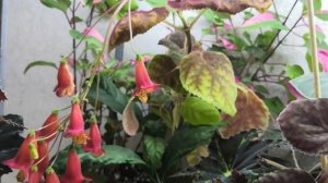 Ноябрь - время цветения смитиант???#комнатныерастения #цветы #домашниецветы