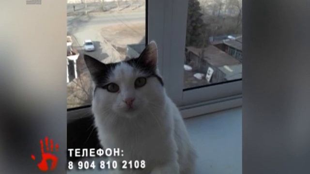 Жительница Челябинска боится, что ее пропавшая кошка может стать жертвой живодера смотреть онлайн