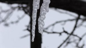 РЫСЬ чуть не убила нашего друга, история про нападение рыси на человека...