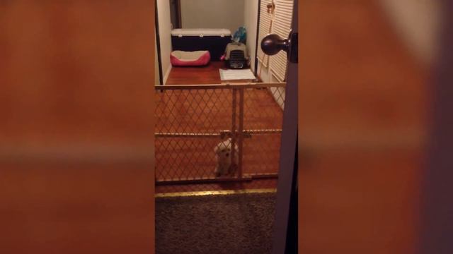 Приколы с животными / Смешные животные / Новые приколы 2020 / Эти милые животные смотреть онлайн