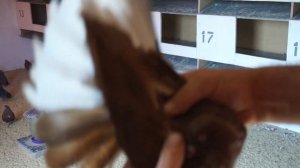 Николаевские красные-белохвостые голуби по Мариуполю.