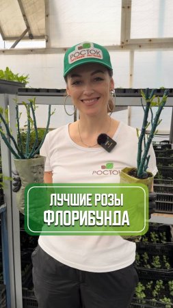 Лучшие Роза флорибунда топ-3 #питомникросток #саженцы #питомникрастений