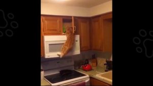 Коты Воришки - Коты Проказники и Хулиганы в Деле - Смешные Коты -  Кот Ворует Еду - Кот Украл...