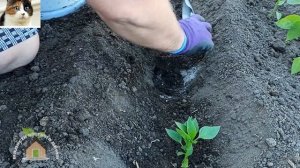 Как правильно сажать перец рассадой в открытый грунт по два перца в одну лунку