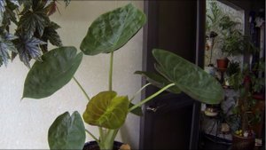 Комнатные цветы. Новинка. Алоказия Венти.