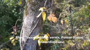 TREE IDENTIFICATION ON A NORTH CAROLINA FOREST WALK