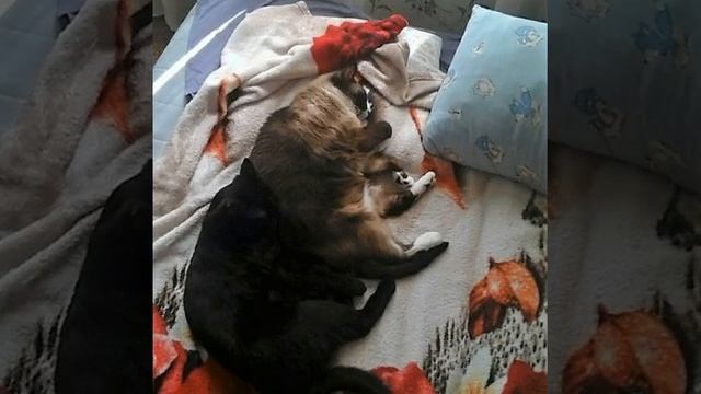 Кот Сноу Шу Тимоша. Сборник фото 2019 смотреть онлайн