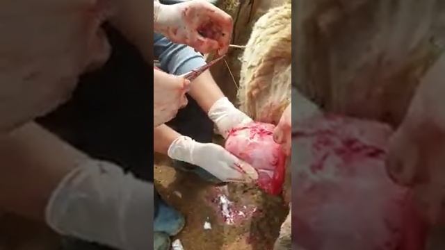 Кесарево сечение овец (мертвый плод)