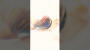 Улитки Ахатины. С 1 месяца и до года😍