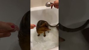 Приучение кота абиссинца к воде питомник RedBlitz