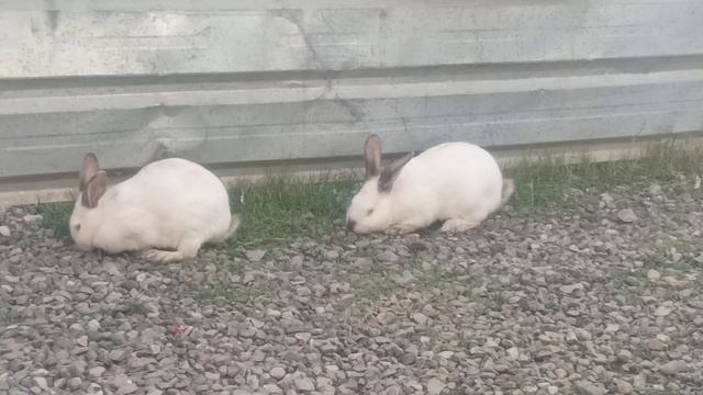 #ГОД 2023 ЗАЙЧИК #shorts смотреть онлайн