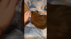 Дикая морская свинка!