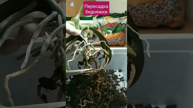 Пересадка орхидеи - бедняжки #орхидеи #орхидеяуход #орхидеяцветет #пересадкаорхидеи