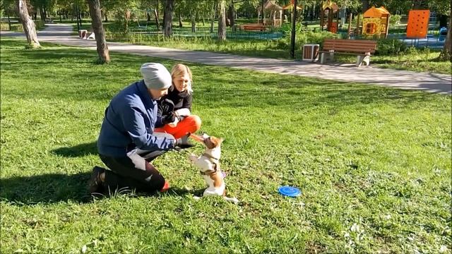Джек рассел терьер Марсель - тренировка.mp4