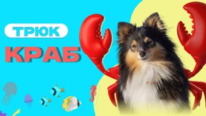 Учим с собакой ТРЮК КРАБ, ПРИСТАВНОЙ ШАГ