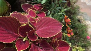 Varieties of Coleus Plant | How to  Grow Coleus plant,  Care and Propagate