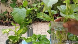 How to Grow Money Pants in water for indoor decoration//Few other plants shown with update