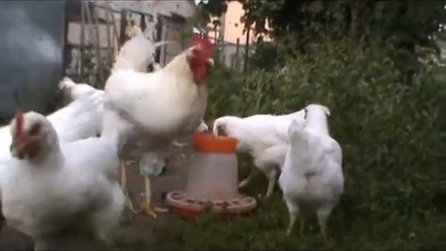 Содержание Кур разного возраста Можно ли содержать молодняк Цыплят с взрослыми Петухами смотреть онлайн