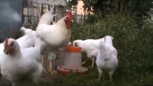 Содержание Кур разного возраста Можно ли содержать молодняк Цыплят с взрослыми Петухами