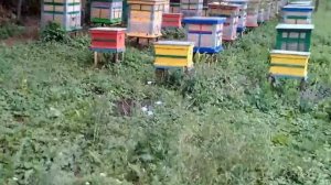 Сезон 2014года. Ульи из камыша.