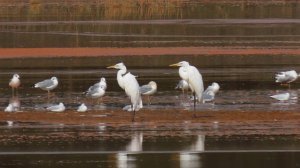 Большая белая цапля (Casmerodius albus)