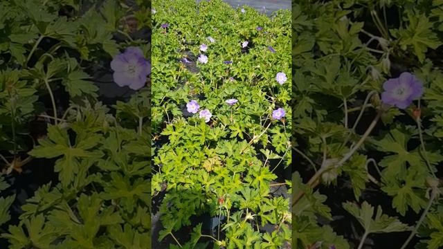5L Geranium Rozanne from Bella Bloom Plants