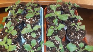 КОГДА ПИКИРОВАТЬ ПЕТУНИЮ 🌱