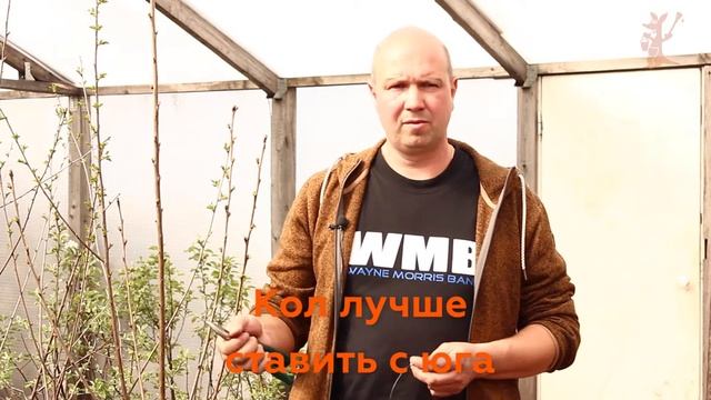 Посадка саженцев. Все о том, как сажать саженцы правильно // Кенгуру