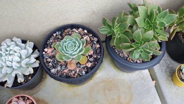 #Echeveria Pulvinata # Orquídea Denphal Floração da Echeveria Pulvinata + Orquídea Denphal. смотреть онлайн