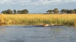 5 животных, которые могут победить льва