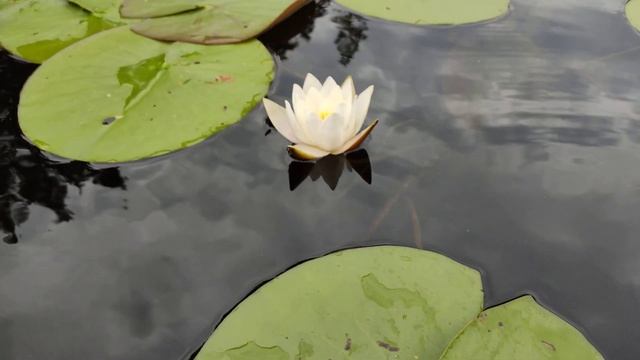 Лилии на лесном озере . смотреть онлайн