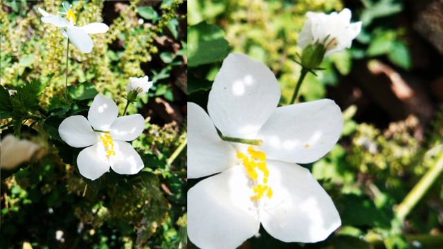 Bacopa Monnieri.. смотреть онлайн