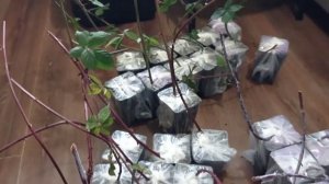 Саженцы ежевики Тройная корона, Лохтей и Кумберленд