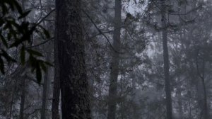 Как рождается Душа, от куда она берётся?