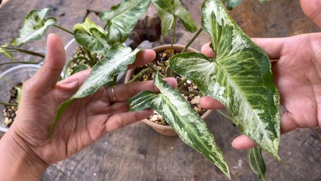 แชร์ประสบการณ์เลี้ยง เงินไหลมาสามกษัตริย์ ทรีคิงส์ เลี้ยงยังไงกลายเป็นแบบไหน.!!Syngonium Three King смотреть онлайн