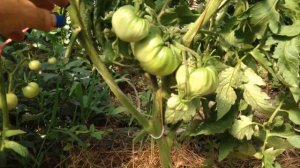 Сорт томата Кинг Конг. Помидоры для гурманов.