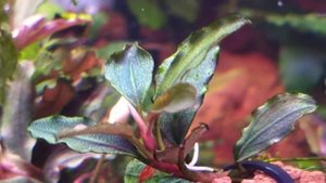 Буцефаландры в моем аквариуме Буцефаландра Мини Коин Aquarium Bucephalanra Mini Coin