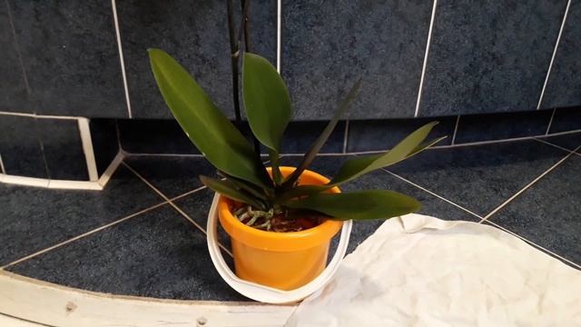 Как удалить торфяной стакан у цветущей орхидеи смотреть онлайн